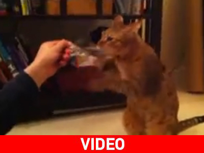 Πυρετώδης προπόνηση…